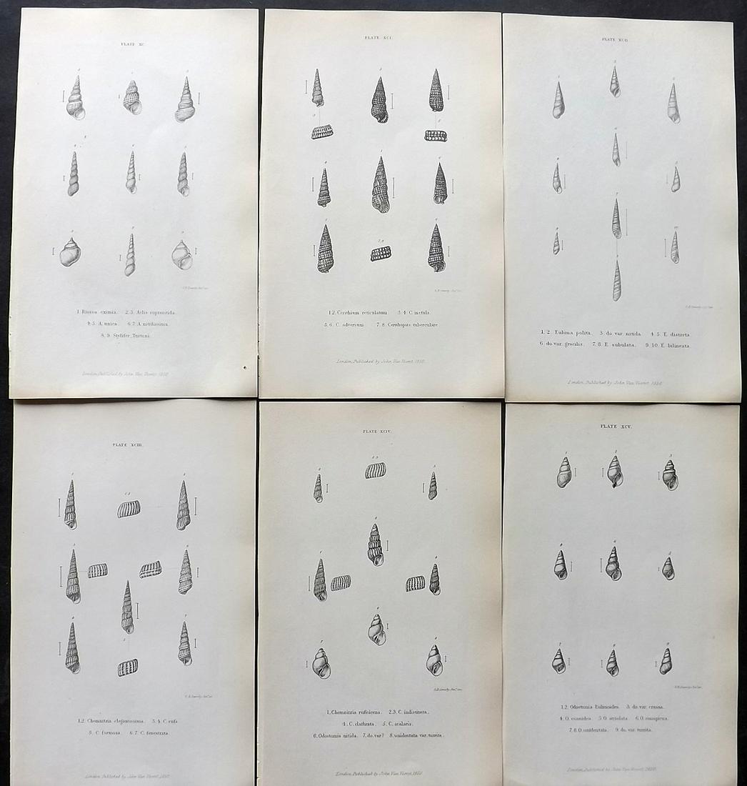 Forbes, Edward 1853 Lot of 6 Antique Shell Prints: Lithographs Published 1848-53, London for "A History of British Mollusca, and their Shells" by Edward Forbes. Paper Size: 8 x 5 inch (21 x 13cm) Good Condition