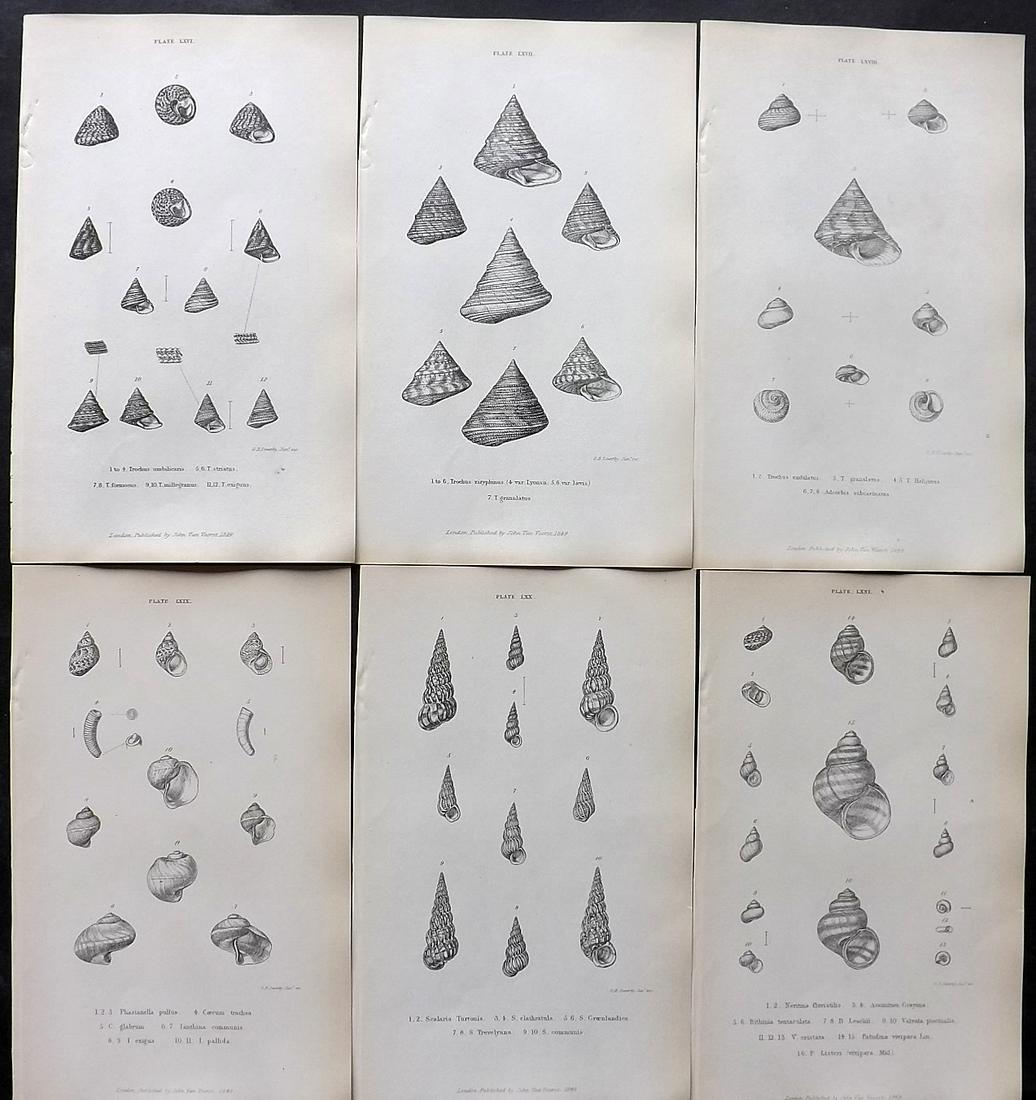 Forbes, Edward 1853 Lot of 6 Antique Shell Prints: Lithographs Published 1848-53, London for "A History of British Mollusca, and their Shells" by Edward Forbes. Paper Size: 8 x 5 inch (21 x 13cm) Good Condition