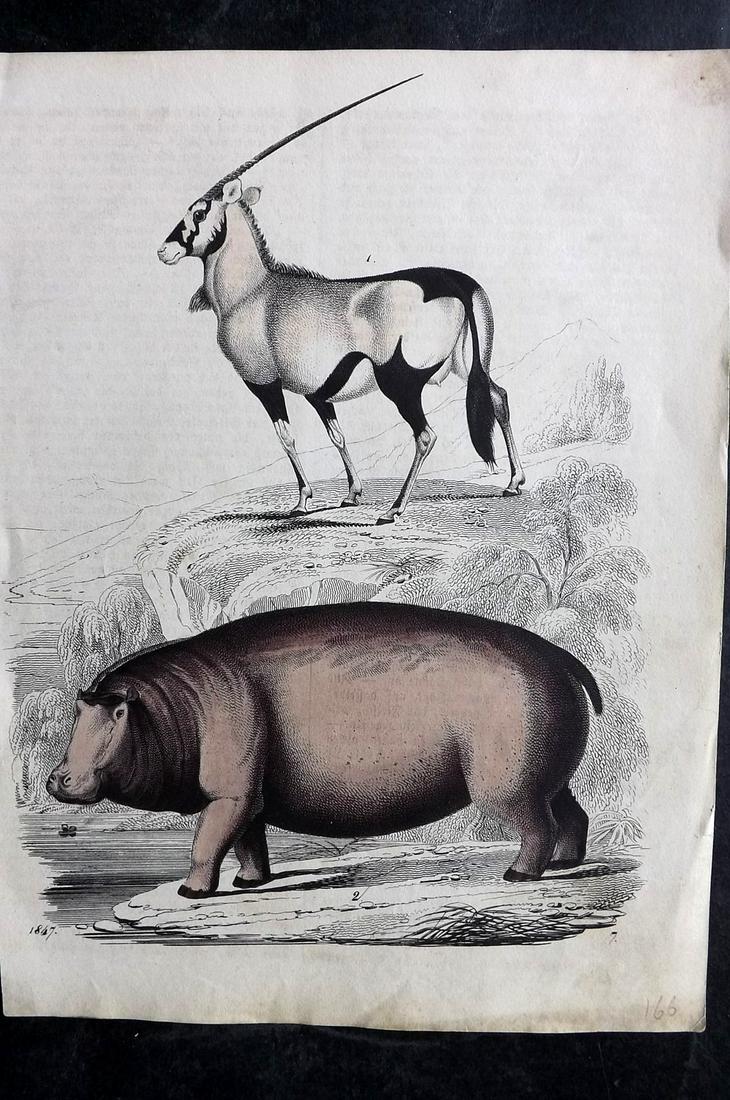 Hoffmann, Carl 1847 Hand Col Print. Hippo & Antelope: Hand Colored Lithograph Published 1842-80, Stuttgart for "Das Buch der Welt" by Carl Hoffmann. Paper Size: 9.5 x 7 inch (25 x 18cm) Approx. Minor background toning and text offsetting, otherwise Good 