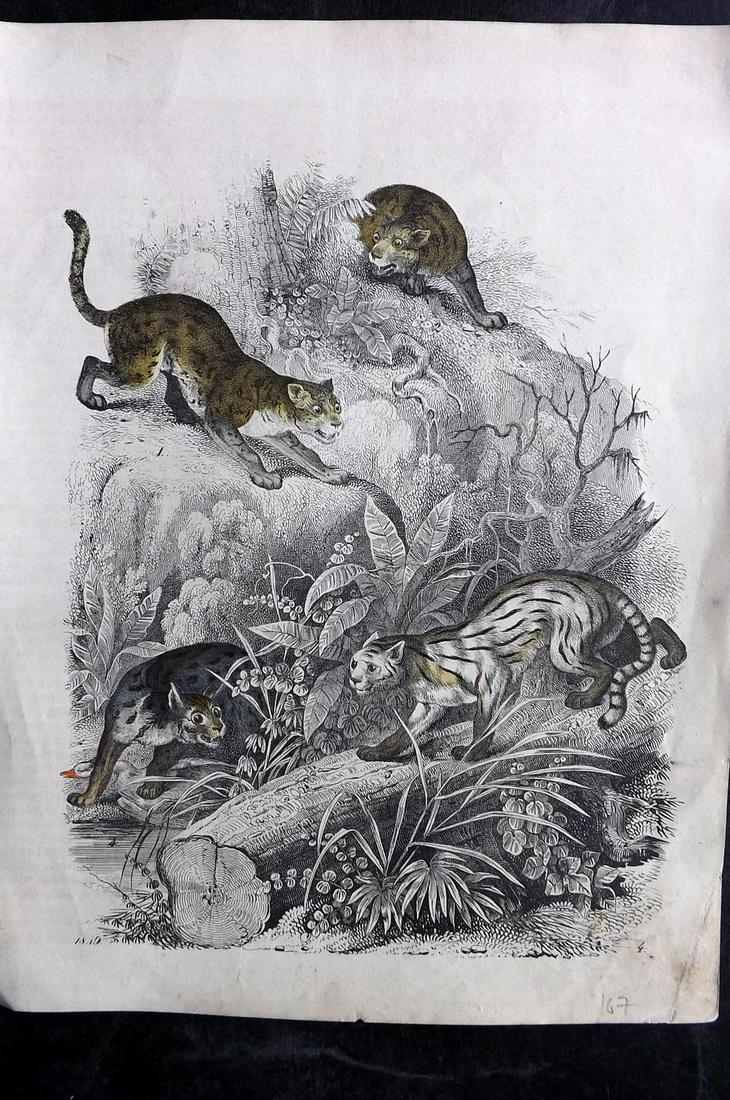 Hoffmann, Carl 1849 Hand Col Print. Big Cats (1 of 2)