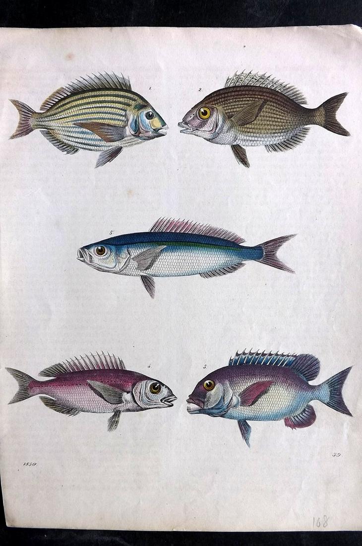 Hoffmann, Carl 1850 Hand Col Print. Fish (1 of 2)