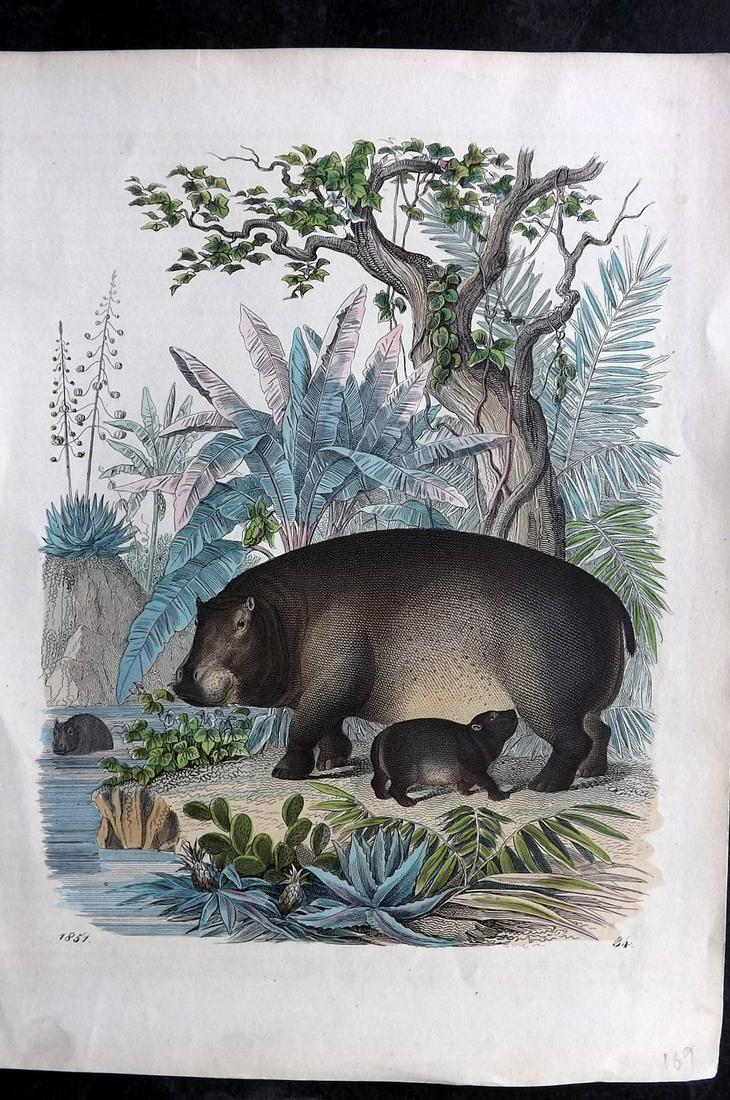 Hoffmann, Carl 1851 Hand Col Print. Hippo: Hand Colored Lithograph Published 1842-80, Stuttgart for "Das Buch der Welt" by Carl Hoffmann. Paper Size: 9.5 x 7 inch (25 x 18cm) Approx. Good Condition