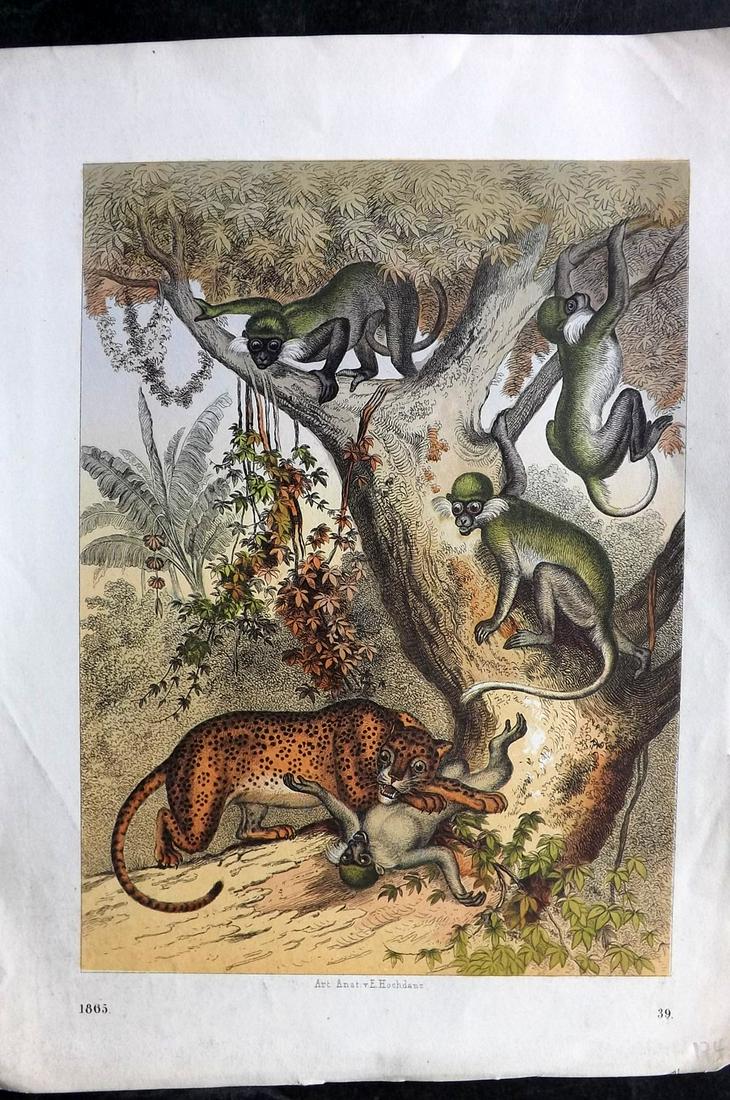 Hoffmann, Carl 1865 Hand Col Print. Cheetah & Monkeys (1 of 2)