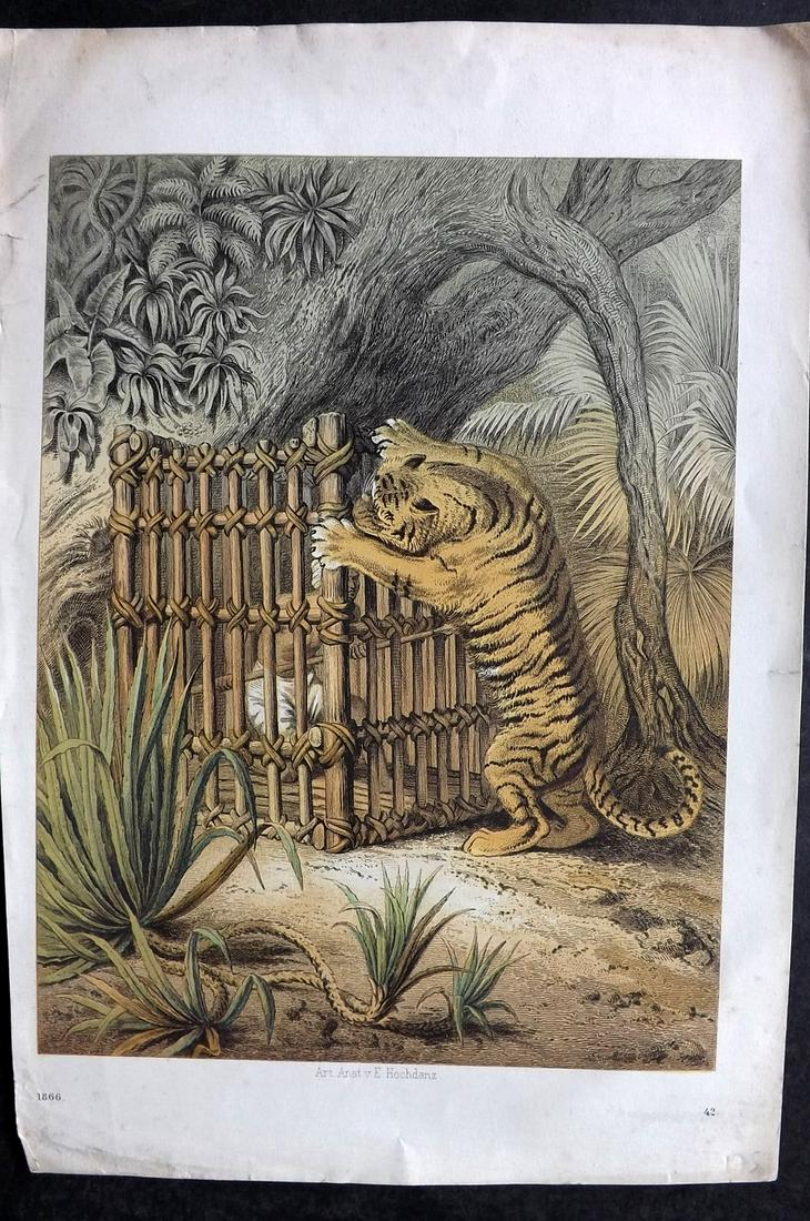 Hoffmann, Carl 1866 Hand Col Print. Tiger & Man in Cage. India (1 of 2)