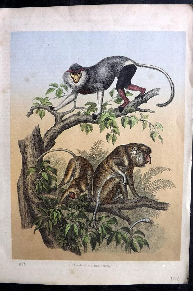 Hoffmann, Carl 1869 Hand Col Print. Monkeys: Hand Colored Lithograph Published 1842-80, Stuttgart for "Das Buch der Welt" by Carl Hoffmann. Paper Size: 9.5 x 7 inch (25 x 18cm) Approx. Minor background toning and text offsetting, otherwise Good 