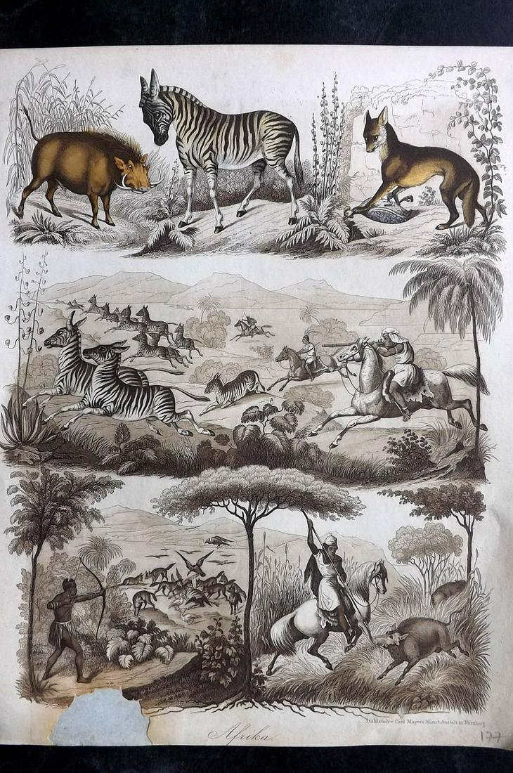 Hoffmann, Carl C1850 Hand Col Print. Zebra, Hog etc (1 of 2)