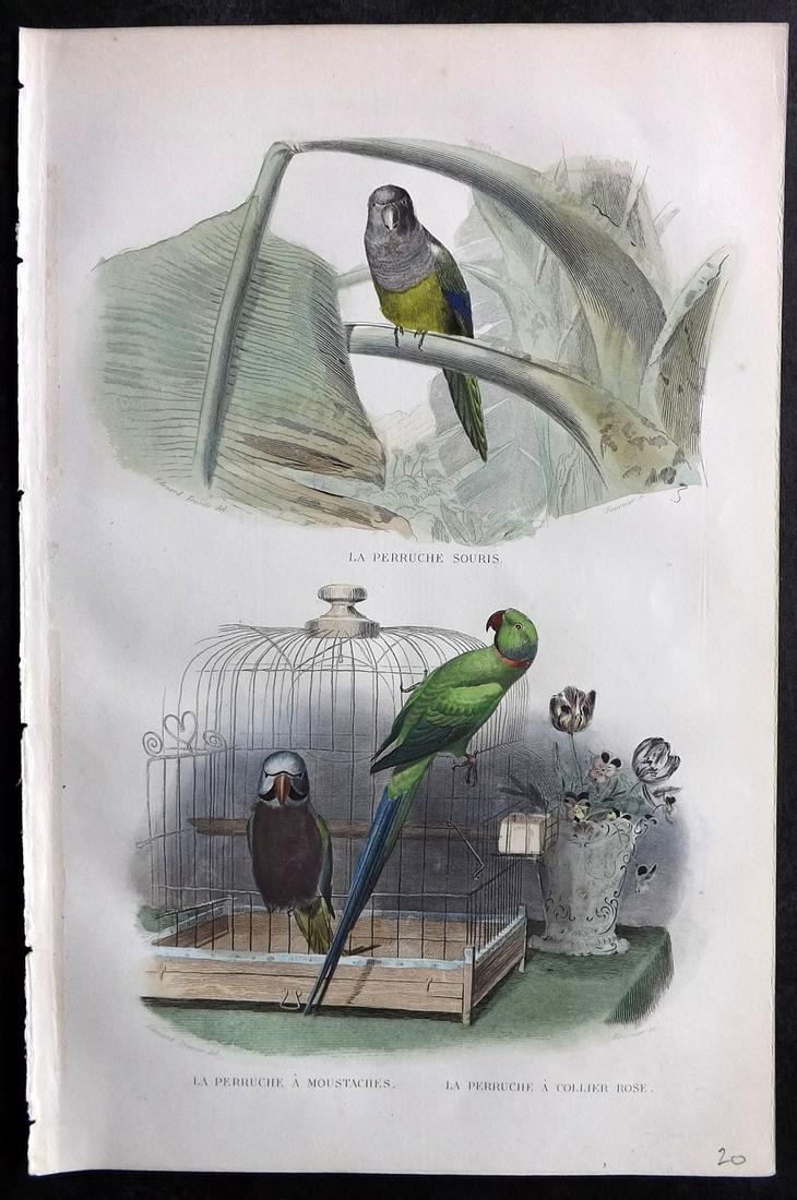 Buffon & Cuvier 1849 Hand Col Bird Print. Parrots and Cage (1 of 2)