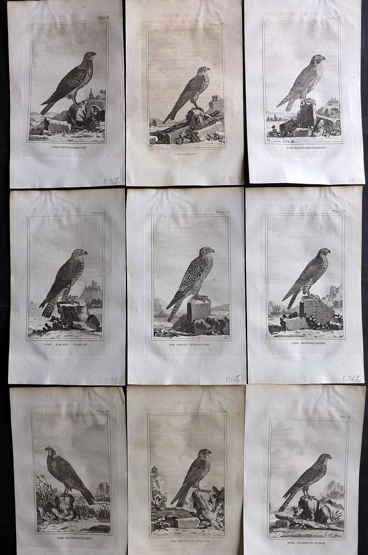 Buffon & Smellie 1812 Lot of 9 Antique Birds of Prey Prints (1 of 2)