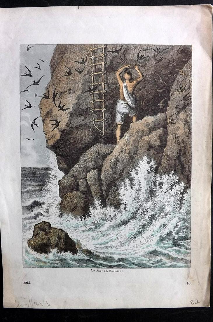 Hoffmann, Carl 1865 Hand Col Bird Print. Egg Hunting of Swallows (1 of 2)