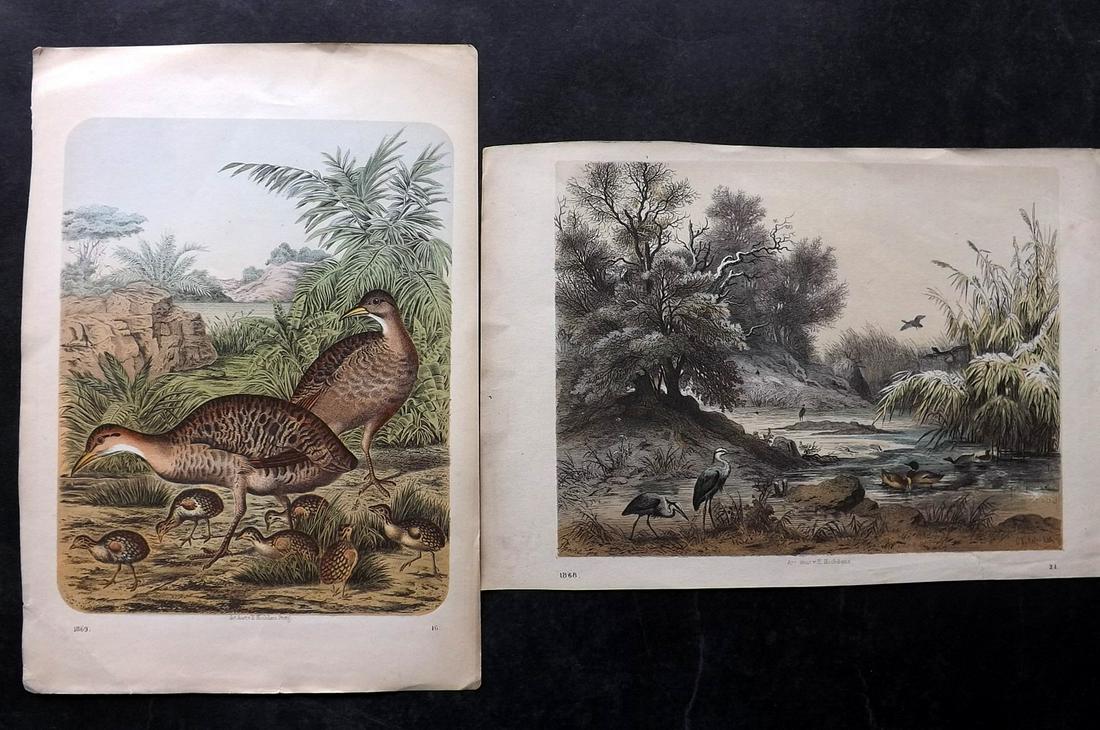 Hoffmann, Carl 1868-69 Pair of Hand Col Bird Prints: Hand Colored Lithograph Published 1842-80, Stuttgart for "Das Buch der Welt" by Carl Hoffmann. Paper Size: 9.5 x 7 inch (25 x 18cm) Approx. Good Condition