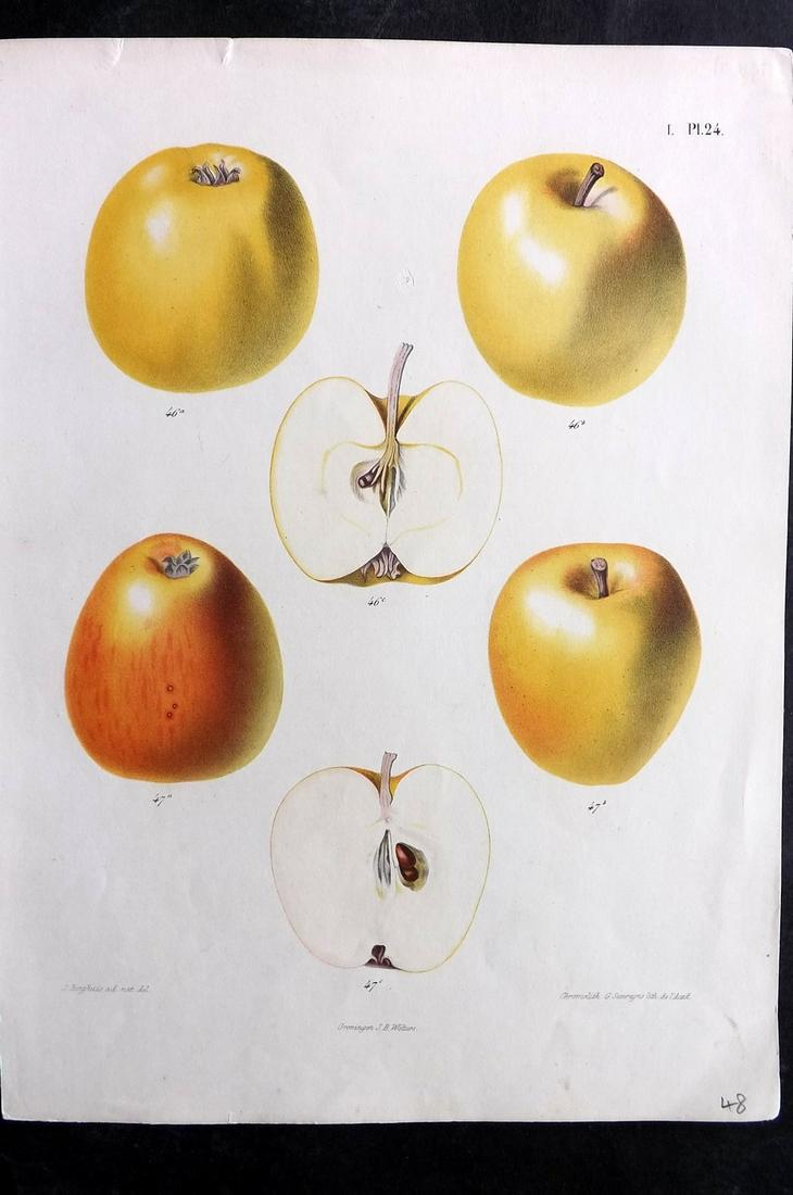 Berghuis & Severeyns 1864 Antique Fruit Print. Apples 24 (1 of 2)