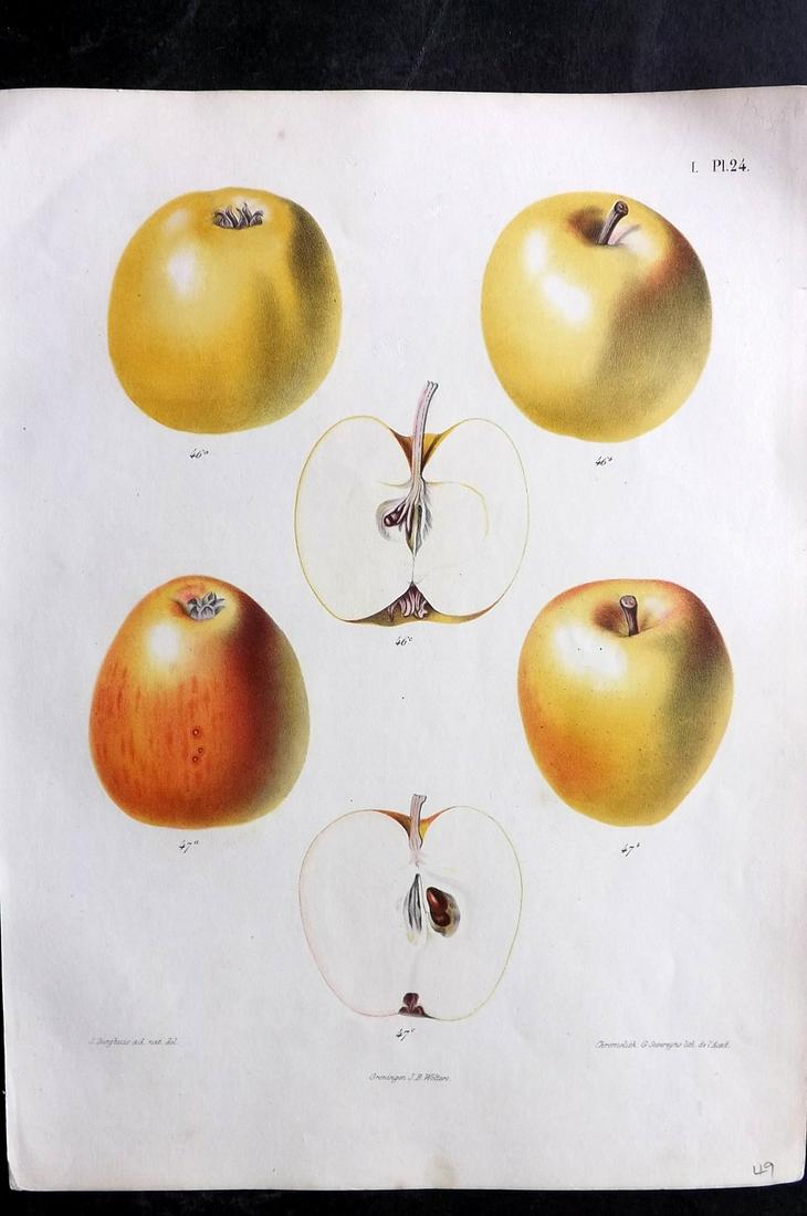 Berghuis & Severeyns 1864 Antique Fruit Print. Apples 24 (1 of 2)