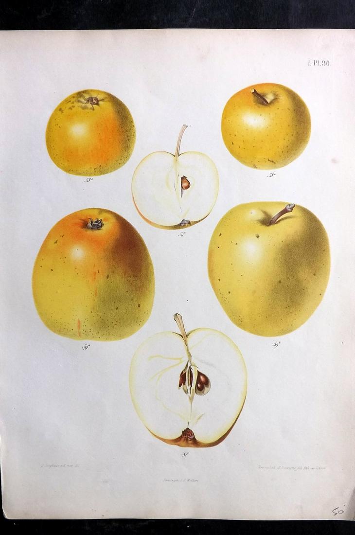 Berghuis & Severeyns 1864 Antique Fruit Print. Apples 30 (1 of 2)