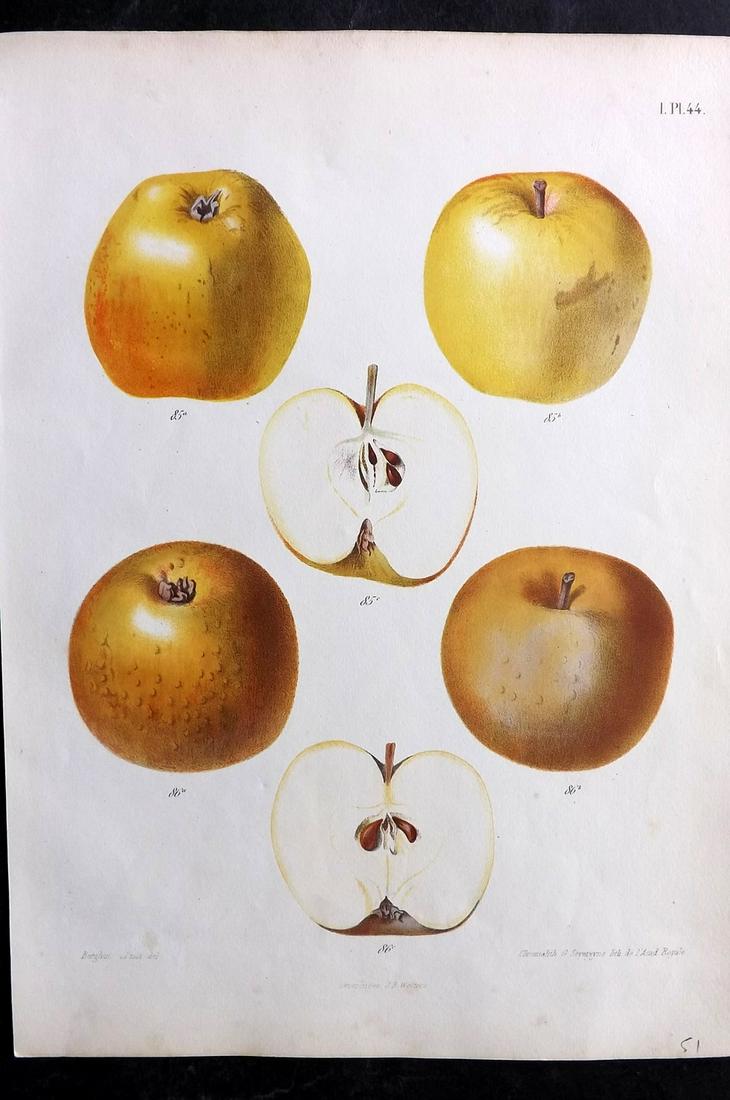 Berghuis & Severeyns 1864 Antique Fruit Print. Apples 44 (1 of 2)