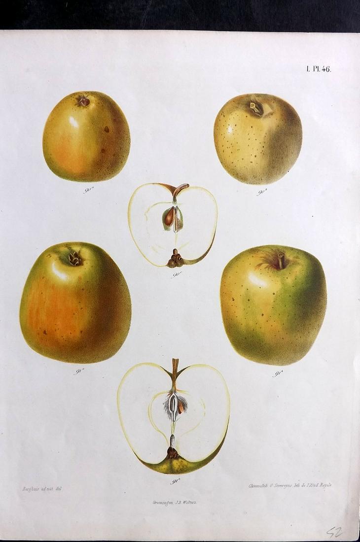Berghuis & Severeyns 1864 Antique Fruit Print. Apples 46 (1 of 2)