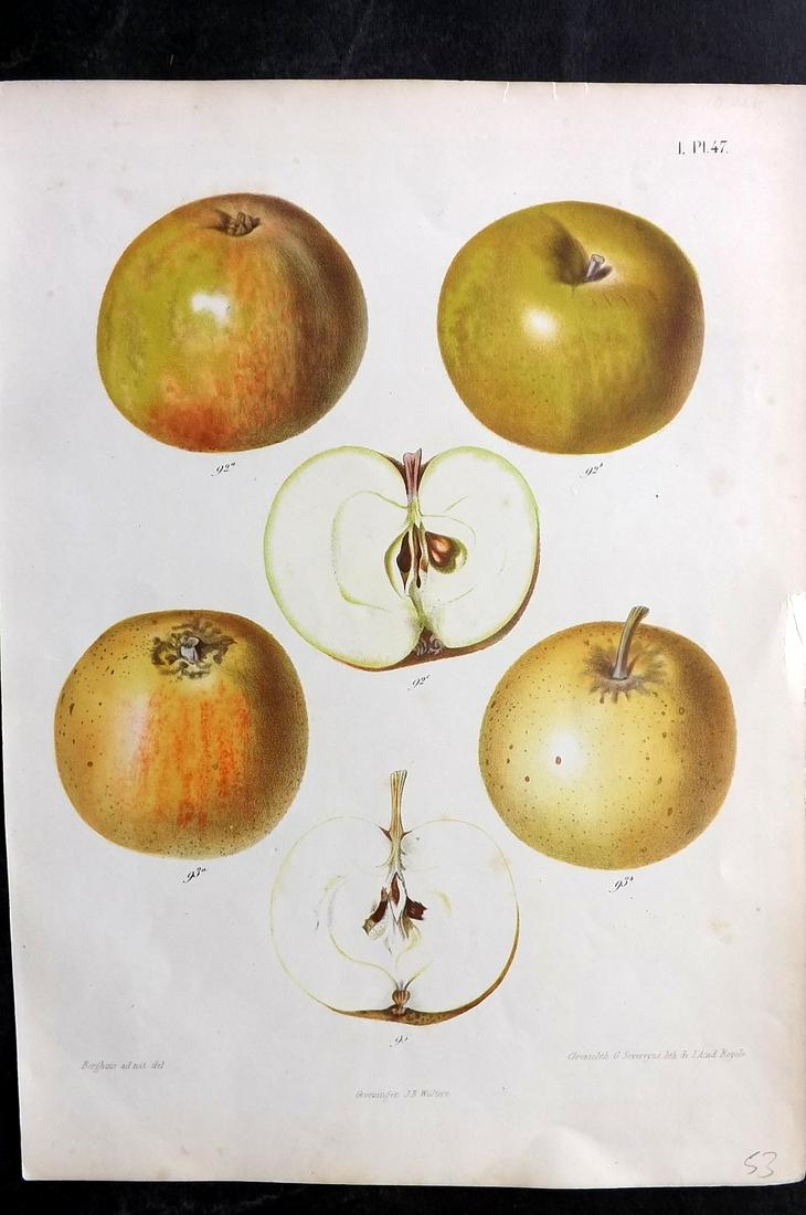 Berghuis & Severeyns 1864 Antique Fruit Print. Apples 47 (1 of 2)
