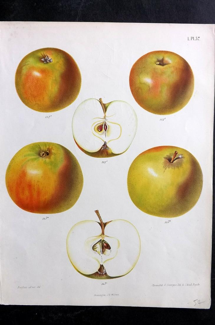 Berghuis & Severeyns 1864 Antique Fruit Print. Apples 57 (1 of 2)