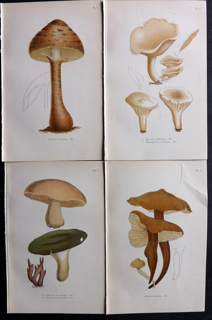 Cooke, Mordecai 1898 Lot of 4 Antique Mushroom Prints: Chromolithographs Published 1898, London for "A Plain and Easy Account of British Fungi" by Mordecai Cubitt Cooke. Paper Size: 7.5 x 4.5 inch (19 x 11.5cm) One with closed margin tear. Good Condition