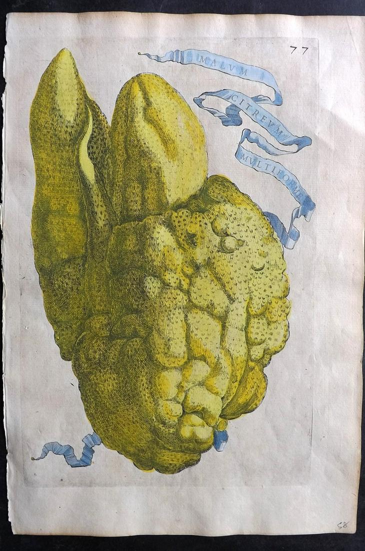 Ferrari, Giovanni Battista 1646 Hand Col Fruit Print 77 (1 of 2)
