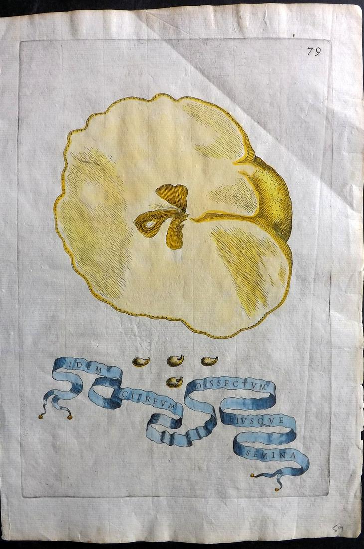 Ferrari, Giovanni Battista 1646 Hand Col Fruit Print 79 (1 of 2)