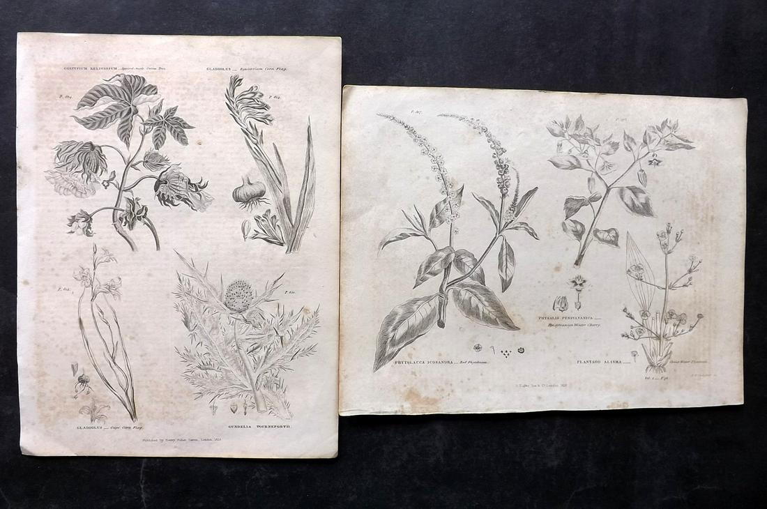 Green, Thomas C1820 Pair of Botanical Prints (1 of 2)