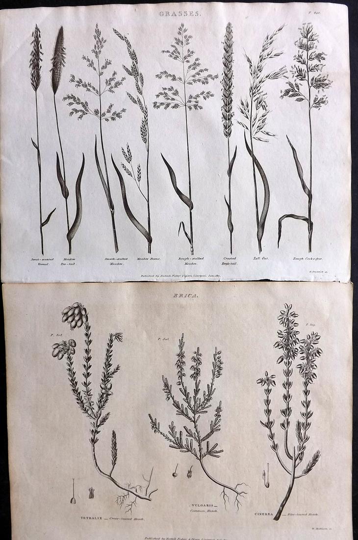 Green, Thomas C1820 Pair of Botanical Prints (1 of 2)