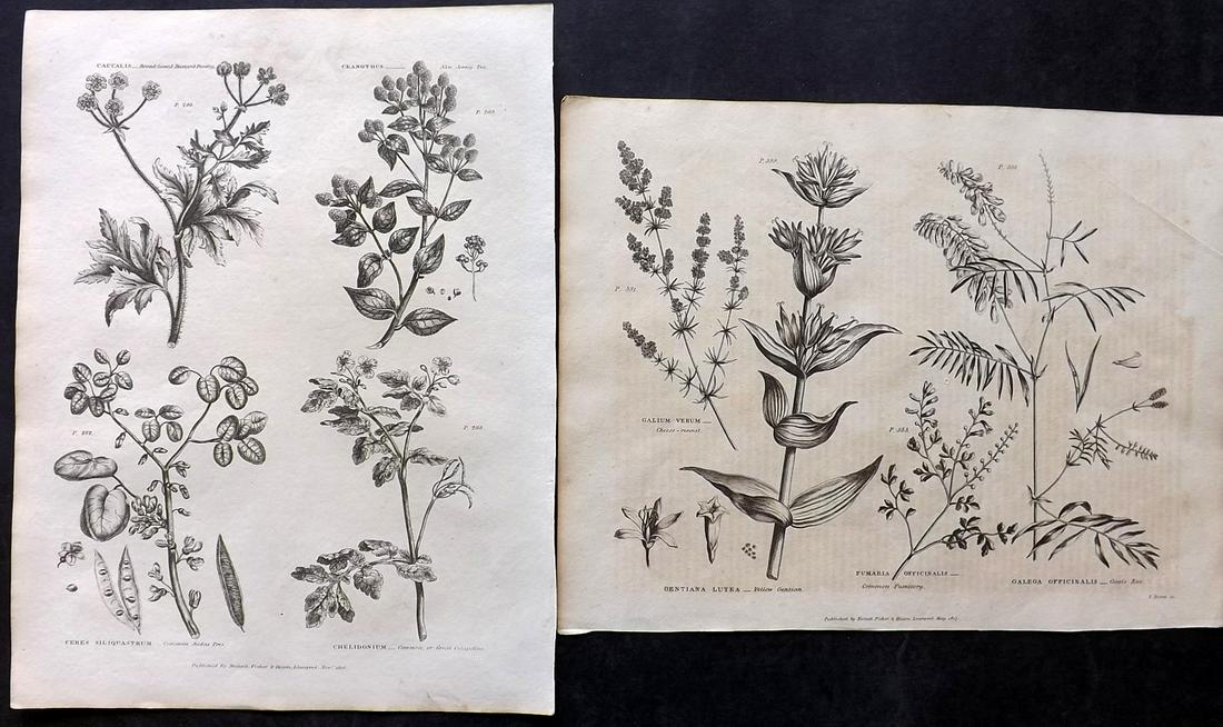 Green, Thomas C1820 Pair of Botanical Prints (1 of 2)