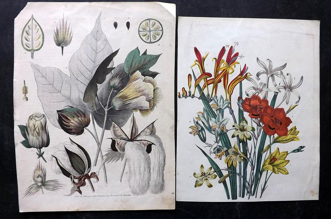 Hoffmann, Carl C1850 Pair of Hand Col Botanical Prints (1 of 2)
