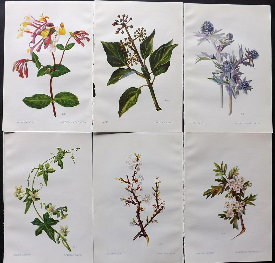 Ledbrook & Smith 1911 Lot of 6 Botanical Prints. Flowers of Shakespeare (1 of 2)