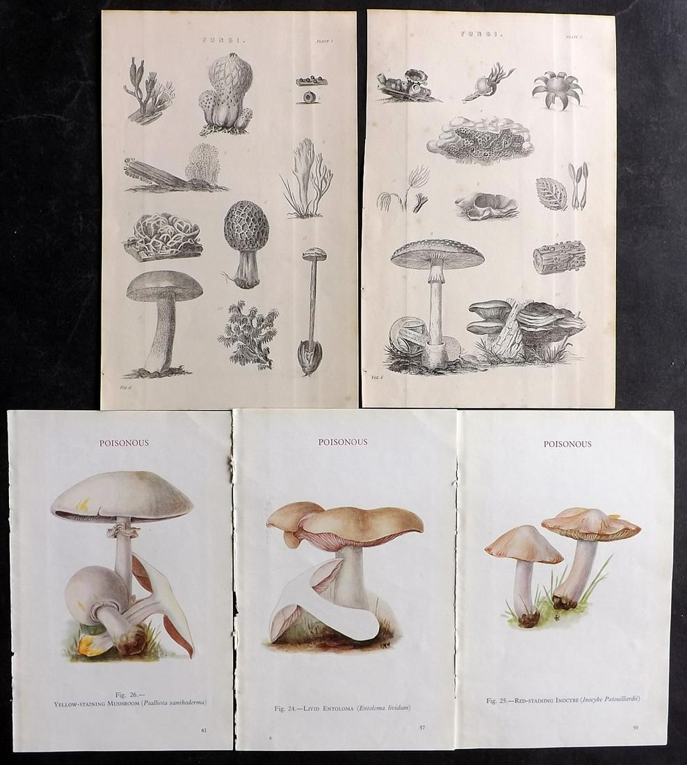 Mushrooms & Fungi 1891-1947 Lot of 5 Prints (1 of 2)