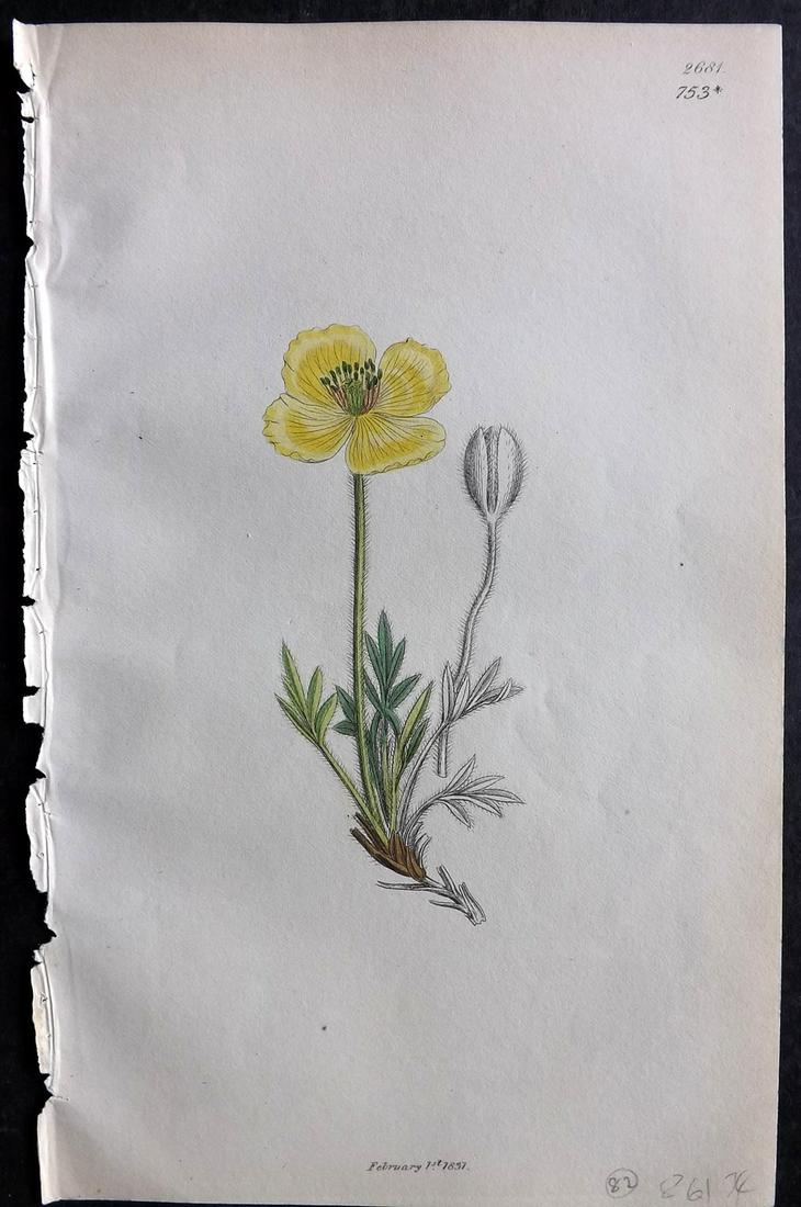 Sowerby, James C1840 Part HCol Botanical Print. Poppy 753*: Partial Hand Colored Etching only (As issued) Published London, 1832-46 for "English Botany; or, Coloured Figures of British Plants…" Second Edition by James Sowerby and Edward Smith. Paper Size: 9 