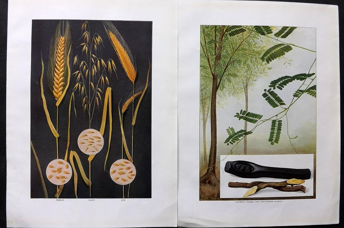 Ward, Artemas 1911 Pair of Botanical Prints. Licorice & Wheat/Oats/Rye (1 of 2)
