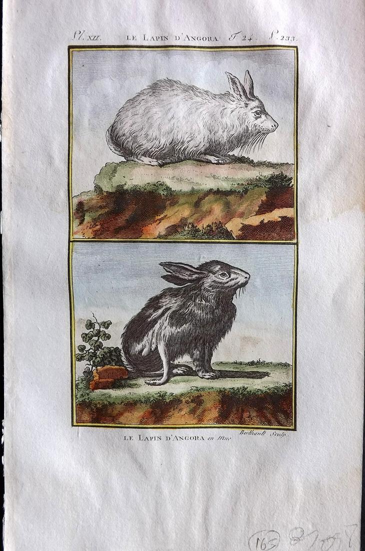 Buffon & Sonnini C1800 Hand Col Print. Angora Rabbit: Hand Colored Copper Plate Published 1799-1808, Paris for "Histoire naturelle générale et particulière" by the Comte de Buffon and Charles Nicolas Sigisbert Sonnini. Paper Size: 7.5 x 5 inch (19 x 1