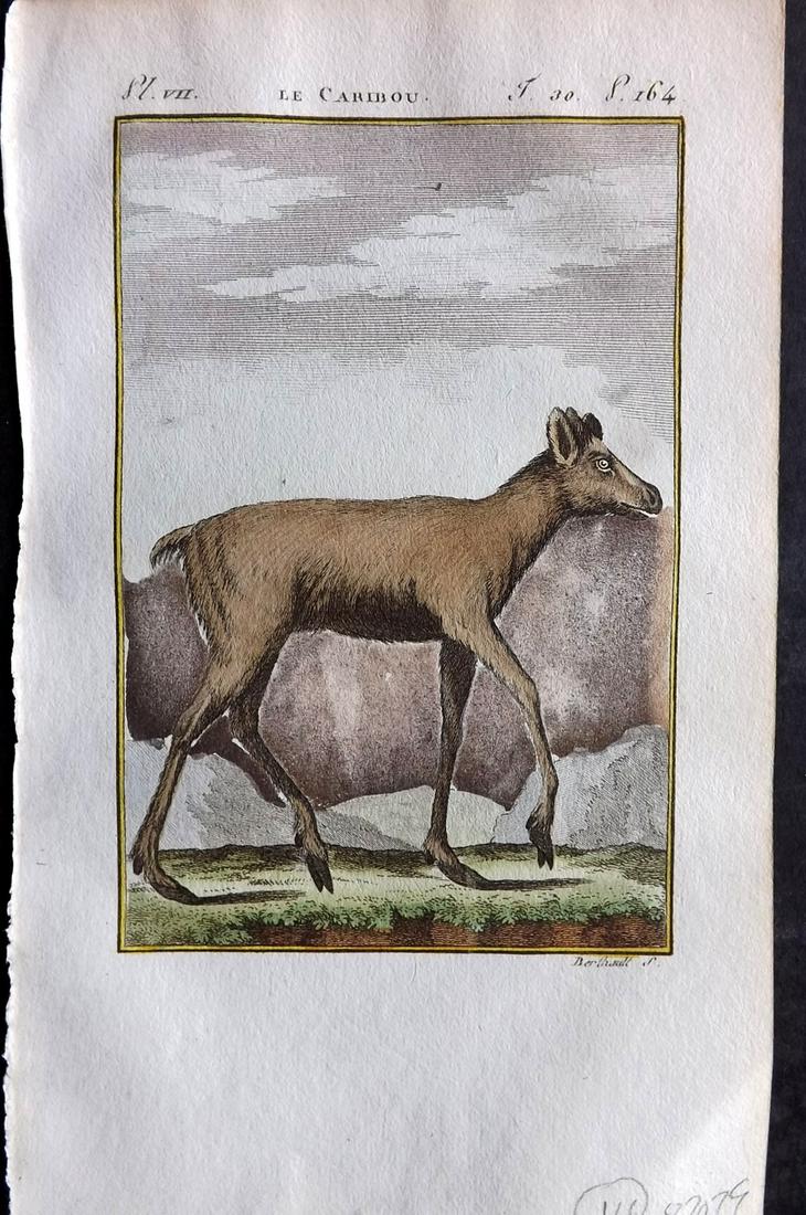 Buffon & Sonnini C1800 Hand Col Print. Caribou Deer: Hand Colored Copper Plate Published 1799-1808, Paris for "Histoire naturelle générale et particulière" by the Comte de Buffon and Charles Nicolas Sigisbert Sonnini. Paper Size: 7.5 x 5 inch (19 x 1