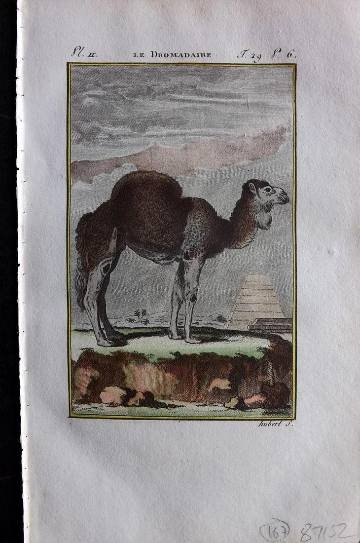 Buffon & Sonnini C1800 Hand Col Print. Dromedary Camel (1 of 2)