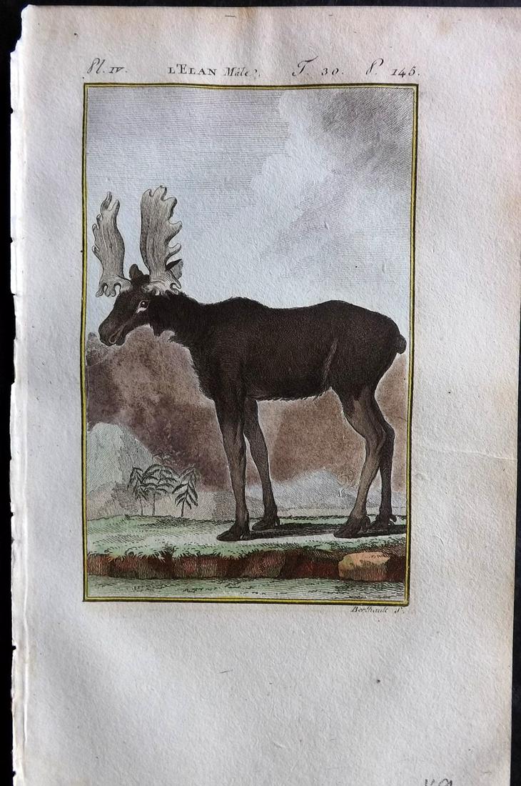 Buffon & Sonnini C1800 Hand Col Print. Male Elk: Hand Colored Copper Plate Published 1799-1808, Paris for "Histoire naturelle générale et particulière" by the Comte de Buffon and Charles Nicolas Sigisbert Sonnini. Paper Size: 7.5 x 5 inch (19 x 1