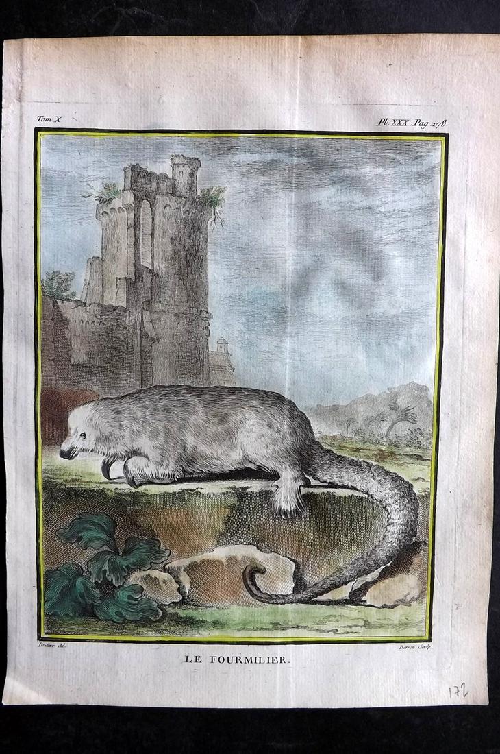 Buffon, Comte de C1760 Hand Col First 4to Edition Print. Anteater: Hand Colored Copper Plate Published 1749-89 by Imprimerie Royale, Paris for "Histoire naturelle, générale et particulière" First and 4to Edition by Georges-Louis Leclerc, Comte de Buffon. Paper Siz