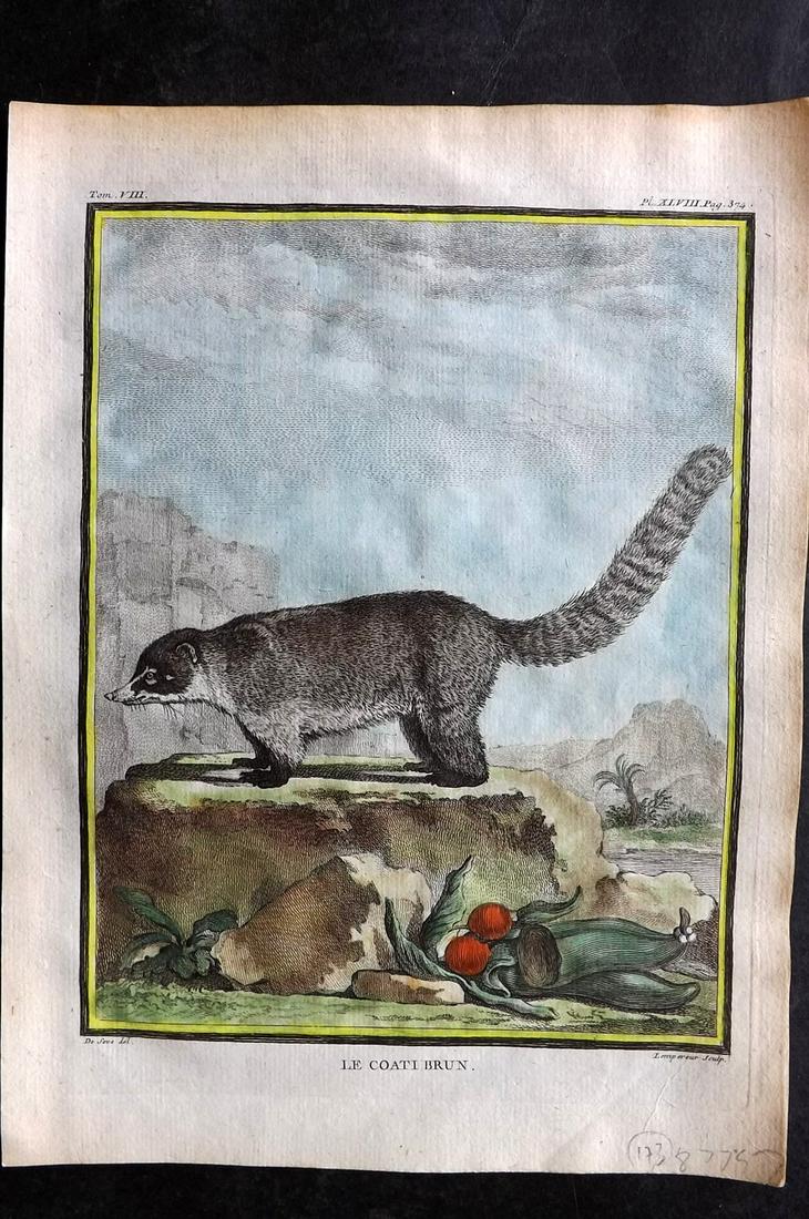 Buffon, Comte de C1760 Hand Col First 4to Edition Print. Brown Coati: Hand Colored Copper Plate Published 1749-89 by Imprimerie Royale, Paris for "Histoire naturelle, générale et particulière" First and 4to Edition by Georges-Louis Leclerc, Comte de Buffon. Paper Siz