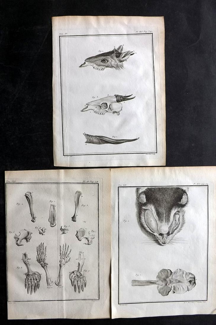 Buffon, Comte de C1760 Lot of 3 Animal Anatomy Prints. 1st Ed.: Copper Plates Published 1749-89 by Imprimerie Royale, Paris for "Histoire naturelle, générale et particulière" First and 4to Edition by Georges-Louis Leclerc, Comte de Buffon. Paper Size: 10 x 7.5 