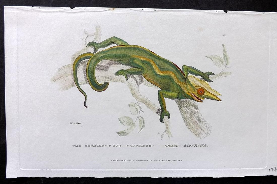 Cuvier, Baron 1830 Hand Col Print. Forked-Nose Cameleon: Hand Colored Etching/Engraving Published 1827-35, London for "The Animal Kingdom" by The Baron Georges Cuvier. Paper Size: 10 x 6 inch (25 x 16cm) Good Condition