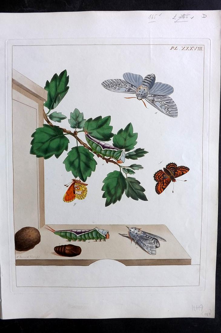 Harris, Moses 1840 Hand Col Folio Moth Print 38 (1 of 2)
