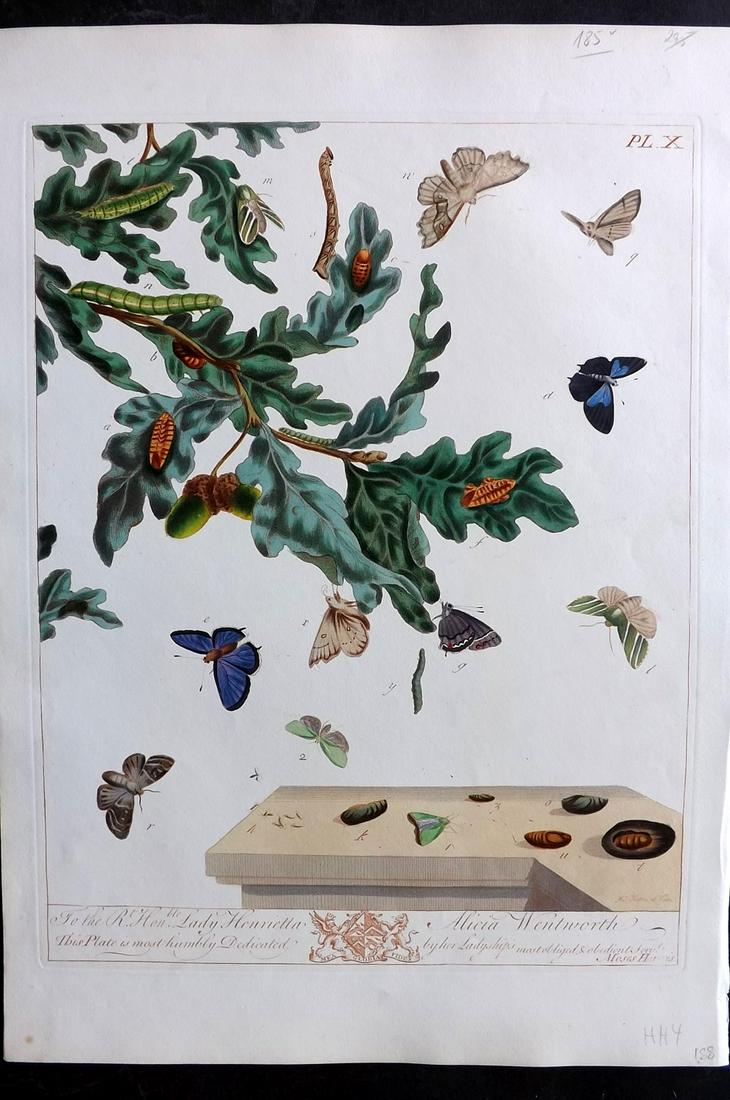 Harris, Moses 1840 Hand Col Folio Moth Print 10 (1 of 2)