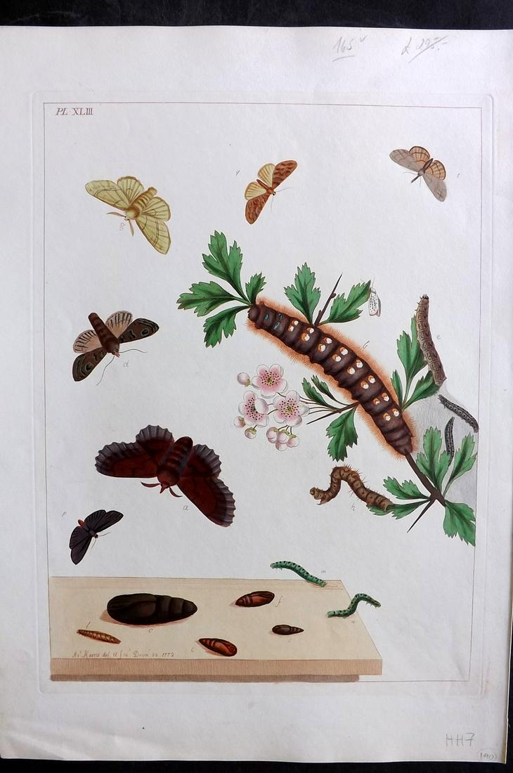 Harris, Moses 1840 Hand Col Folio Moth Print 43 (1 of 2)