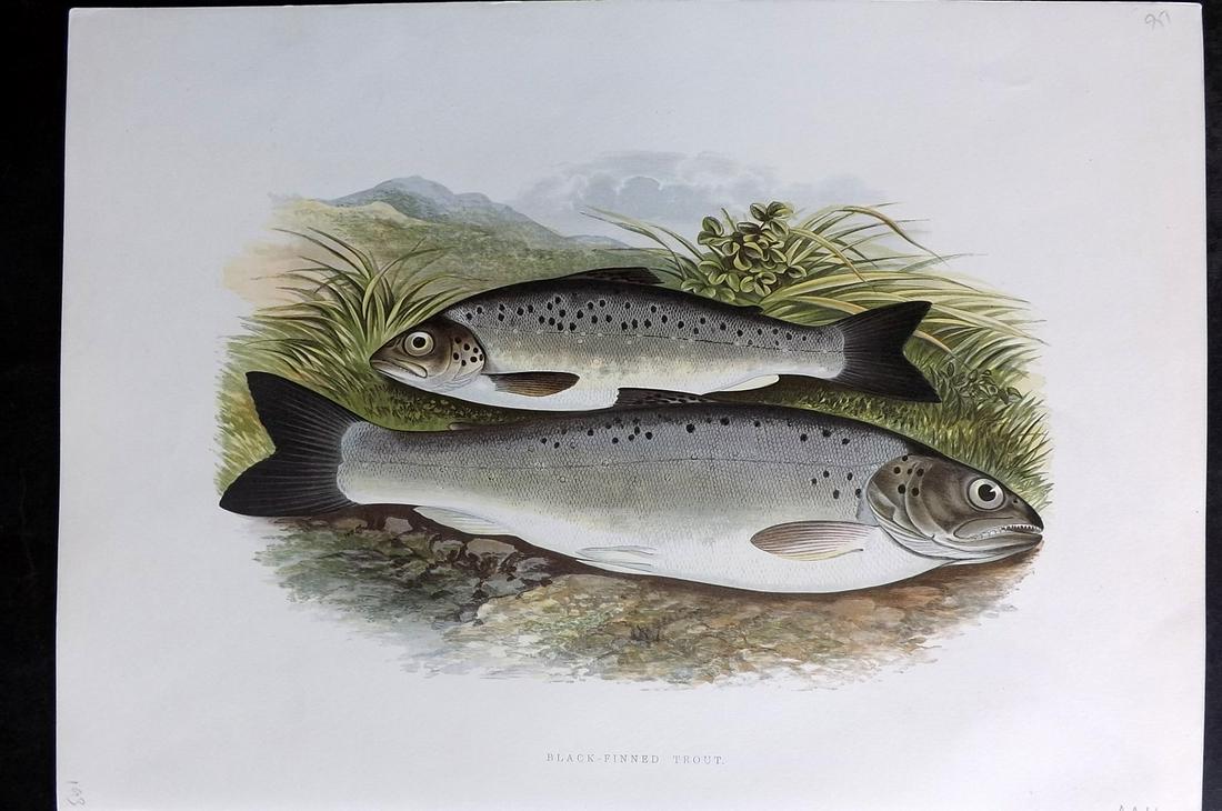 Houghton, Rev. William 1879 Folio Fish Print. Black Finned Trout: Color Printed Woodblock Published 1879 by William Mackenzie, London for "British Fresh-Water Fishes" by the Rev. William Houghton. Illustrated by A. F. Lydon, printed by Benjamin Fawcett. Paper Size: 