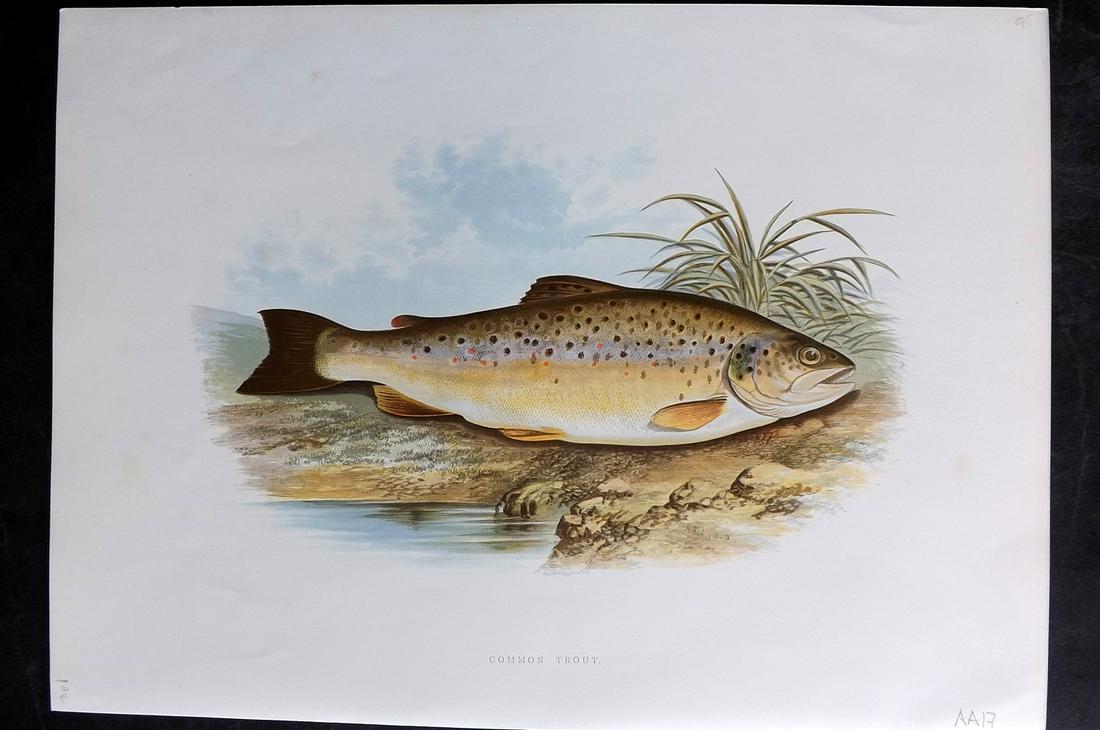 Houghton, Rev. William 1879 Folio Fish Print. Common Trout: Color Printed Woodblock Published 1879 by William Mackenzie, London for "British Fresh-Water Fishes" by the Rev. William Houghton. Illustrated by A. F. Lydon, printed by Benjamin Fawcett. Paper Size: 