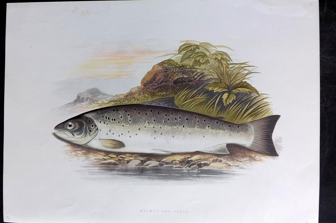 Houghton, Rev. William 1879 Folio Fish Print. Galway Sea Trout: Color Printed Woodblock Published 1879 by William Mackenzie, London for "British Fresh-Water Fishes" by the Rev. William Houghton. Illustrated by A. F. Lydon, printed by Benjamin Fawcett. Paper Size: 