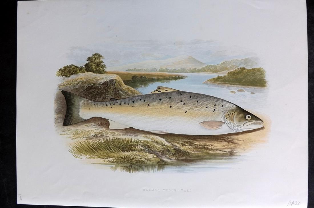 Houghton, Rev. William 1879 Folio Fish Print. Salmon Trout (1 of 2)