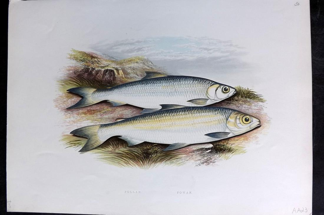 Houghton, Rev. William 1879 Folio Fish Print. Pollan, Powan (1 of 2)