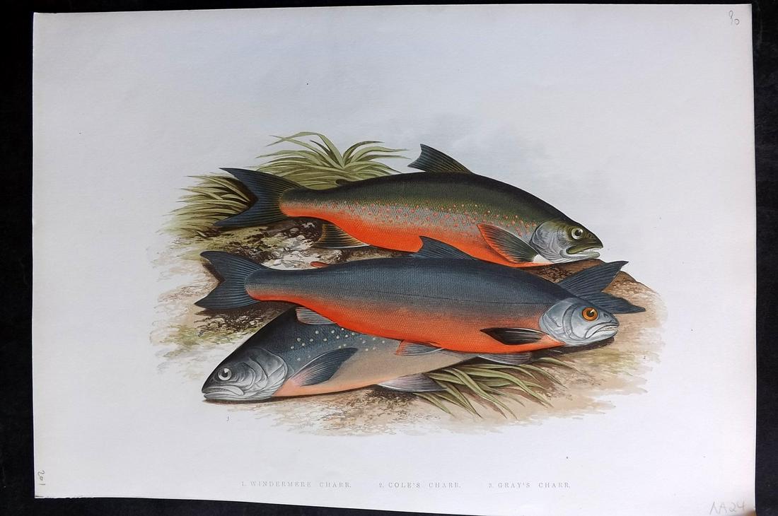 Houghton, Rev. William 1879 Folio Fish Print. Charr (1 of 2)