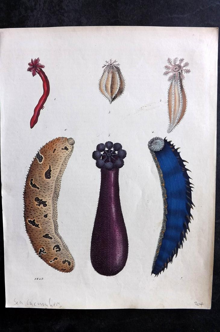 Hoffmann, Carl 1849 Hand Col Print. Sea Cucumbers (1 of 2)